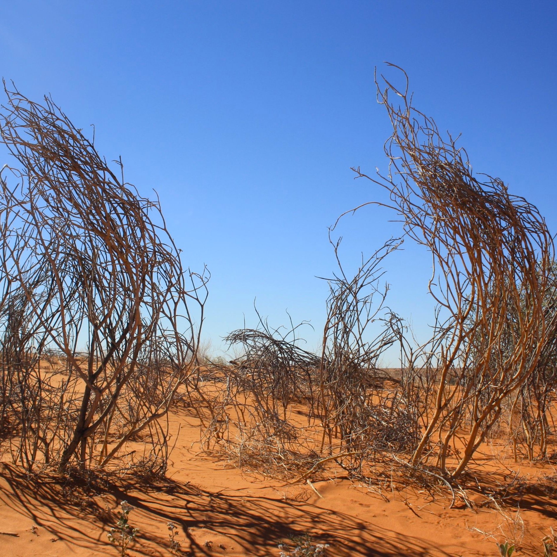 Simpson Desert